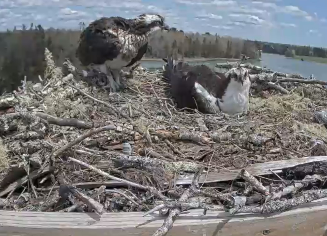 Ospreycam2022